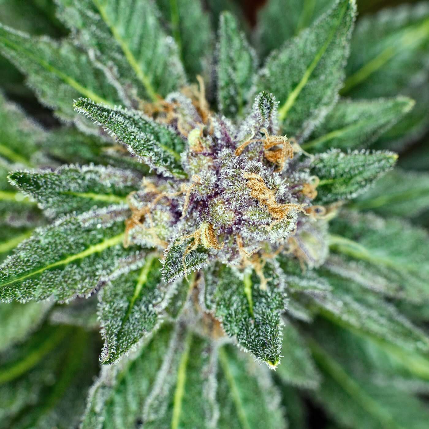 sort indica