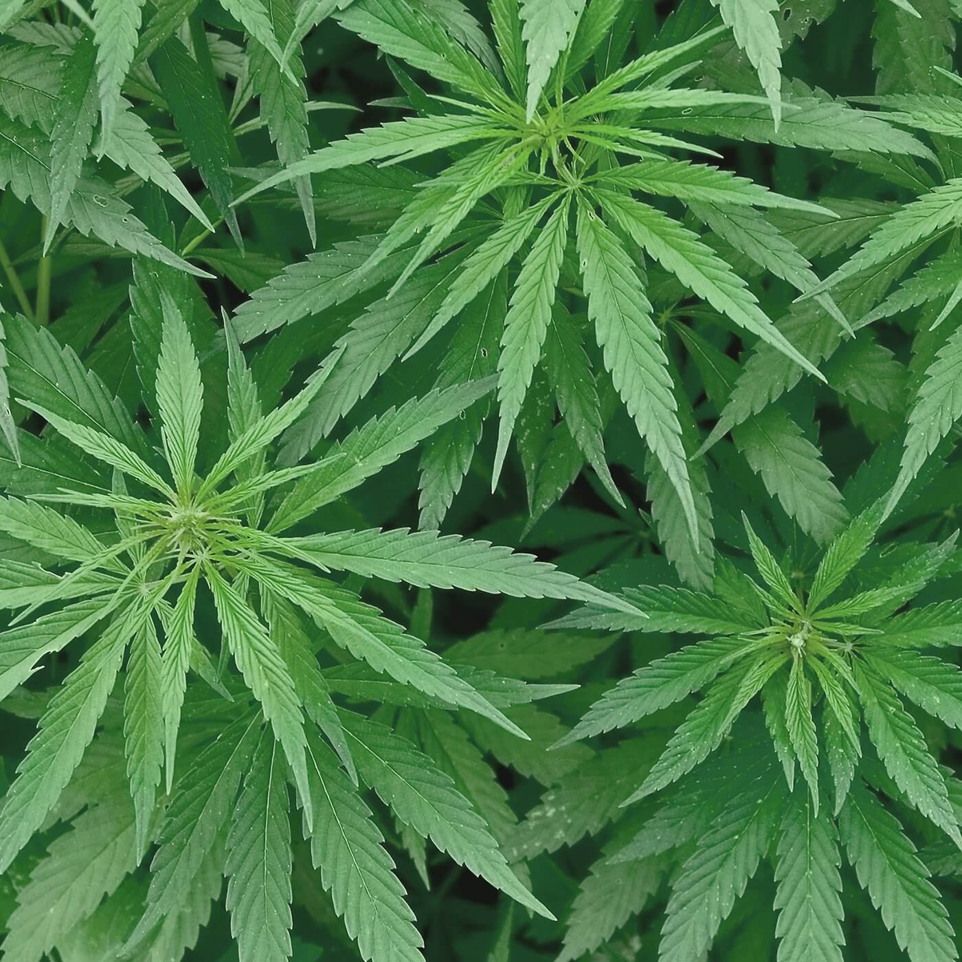 sort sativa